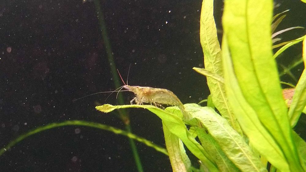 Krewetki neocardina  do akwarium