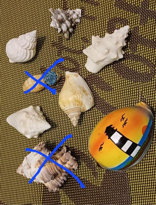 Коллекция экзотических морских ракушек.