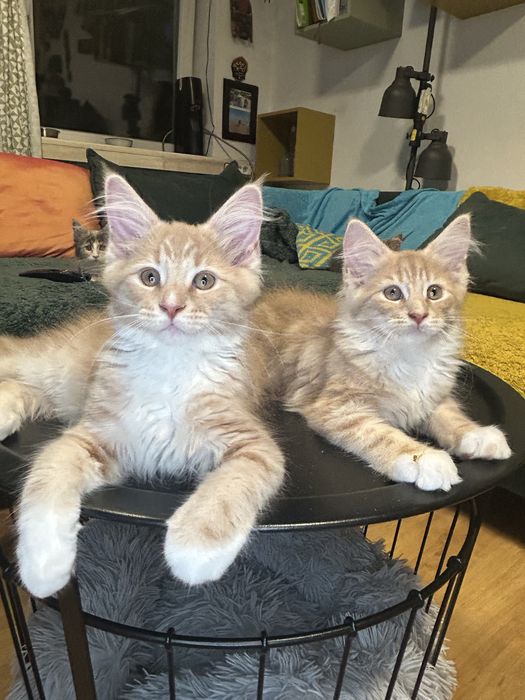Maine Coon Beżowa Kocica
