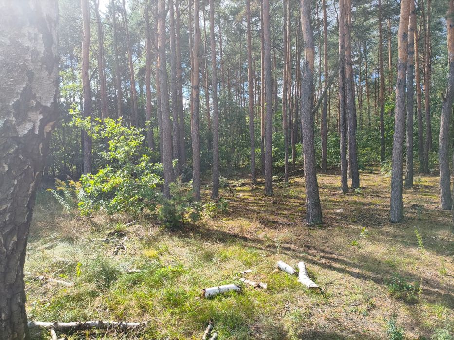 Zdjęcie 5