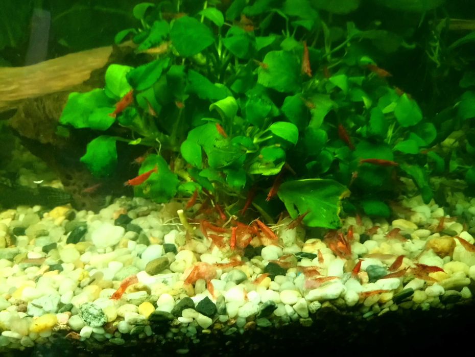 Krewetki Red Cherry