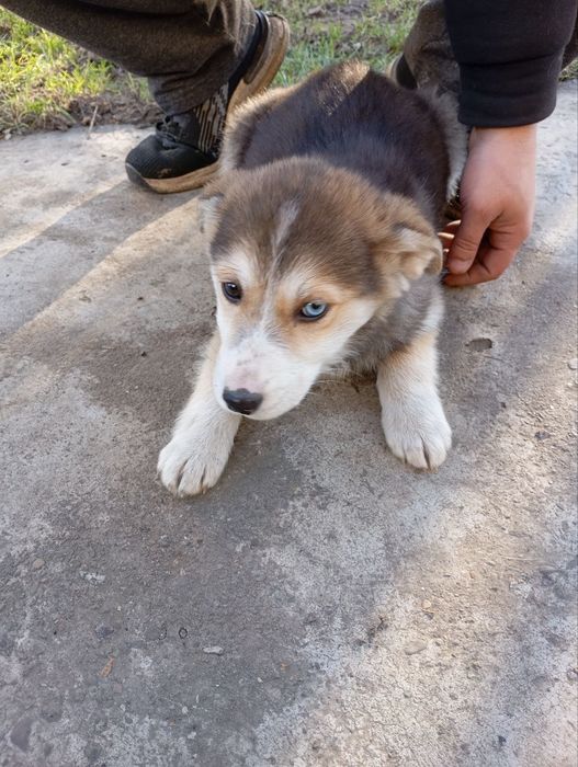 Красива дівчинка шукає дім та люблячу родину