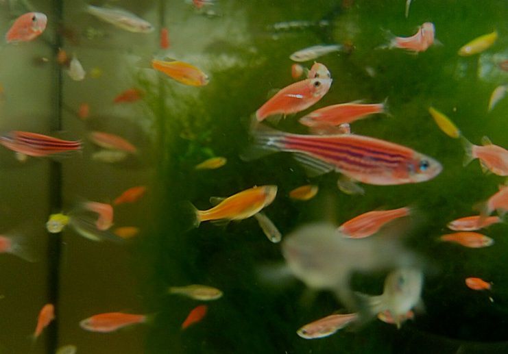 Аквариумные рыбки в ассортименте.