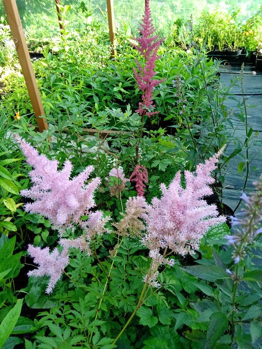 Funkie i inne rośliny ozdobne