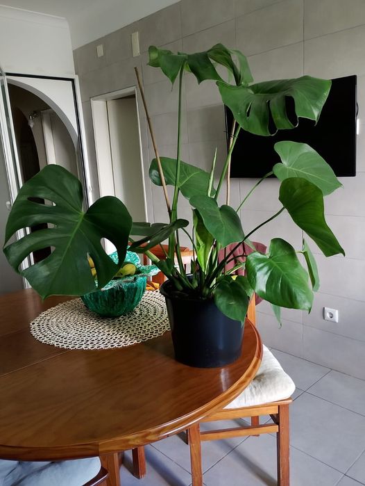 Planta  Monstera / costela de Adão