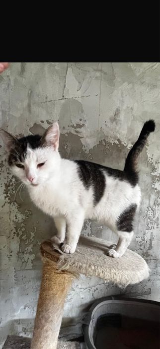 Franio ok 5-6 letni przekochany  kocurek szuka domu