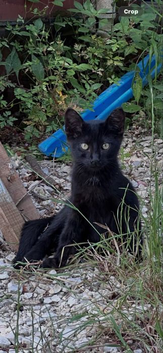 Gatinhos para adopção - procuram nova familia :)