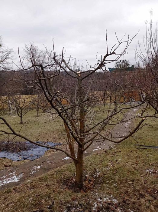 Обрізка плодових дерев а також оброботок від шкидників