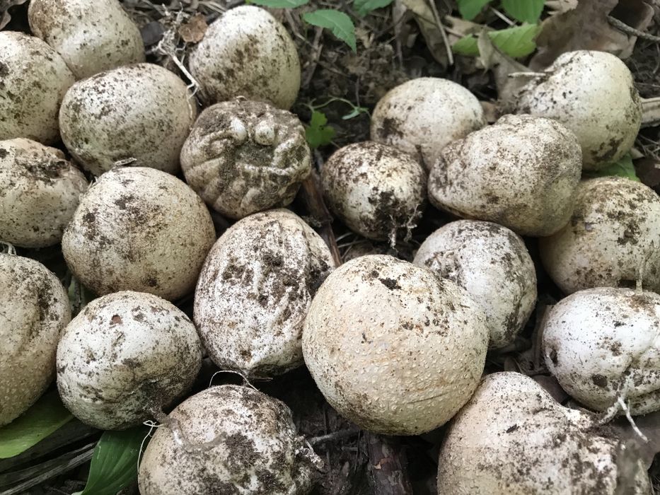 Гриб Веселка . Ціна 400 гр. / 1 л-тр.