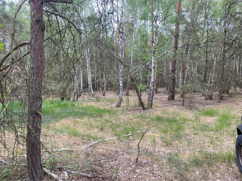Działka leśna ze starym lasem 1,28ha