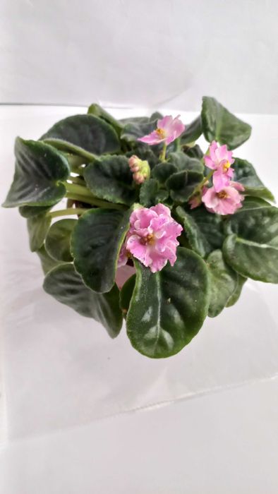 Рожева фіалка кімнатна рослина