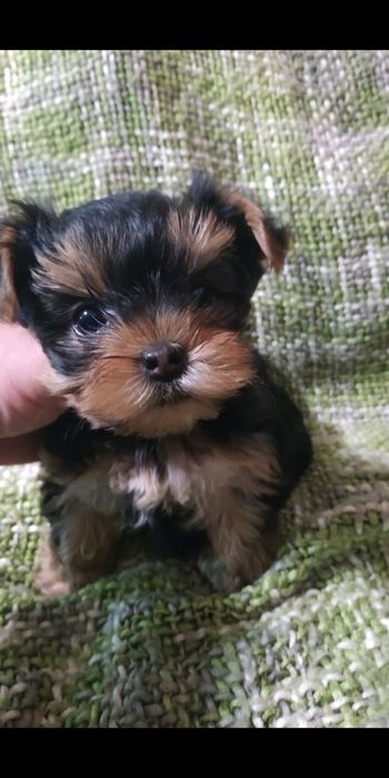 Девочка мини Йорк