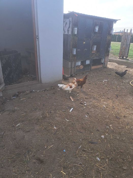 Koguty koguciki polecam