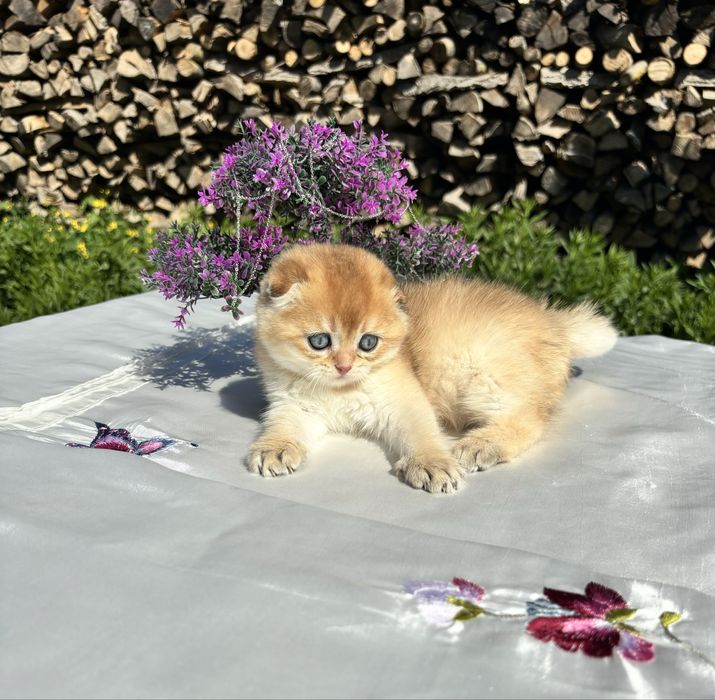 Чарівний малюк 1,5 місяців scottish fold
