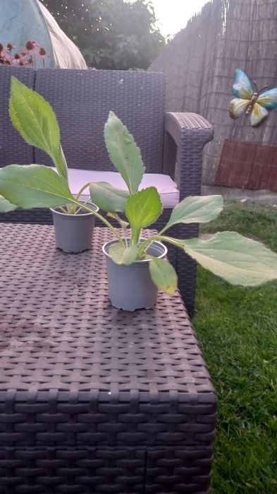 Sadzonki Rudbeki