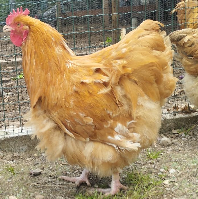 Galo orpington amarelo e rhode island red