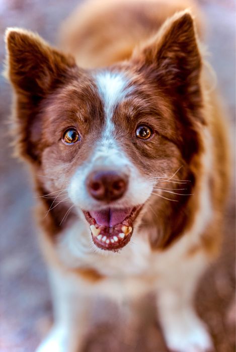 Sunia w typie border collie szuka domu