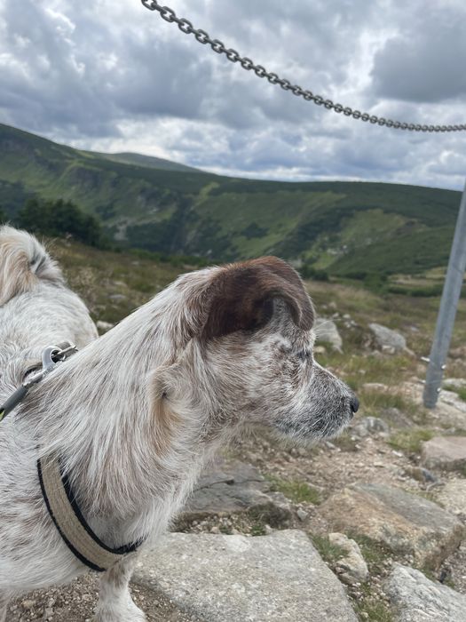 Oddam psa w dobre ręce.