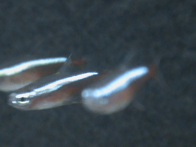 Neon czerwony Paracheirodon axelrodi