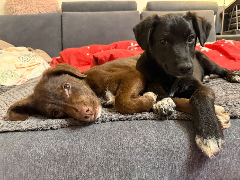 Snoop - szczeniak do adopcji