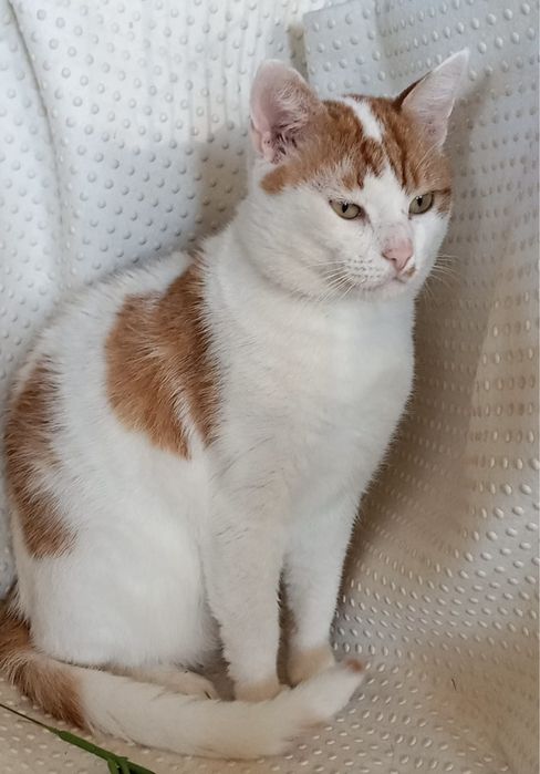 Kocurek Karolek szuka domku