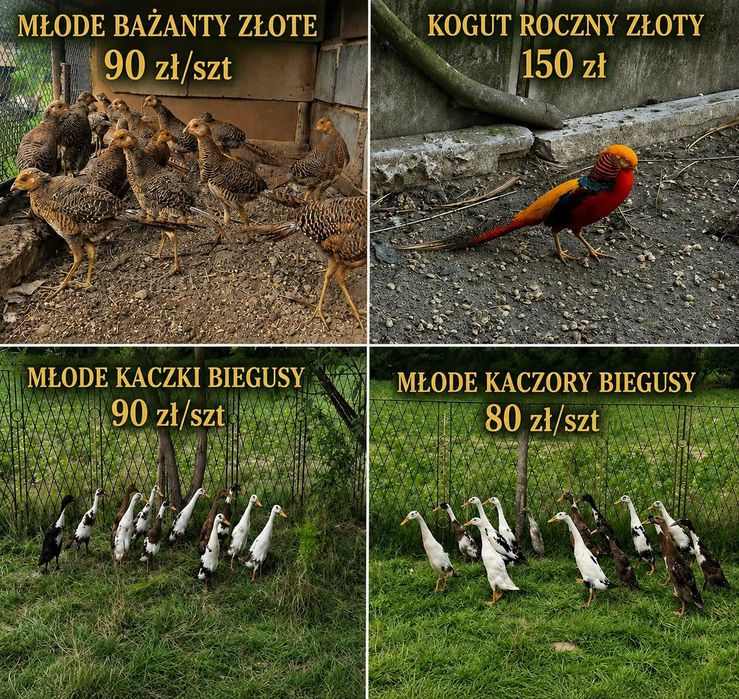 Kaczki Ptaki Ozdobne