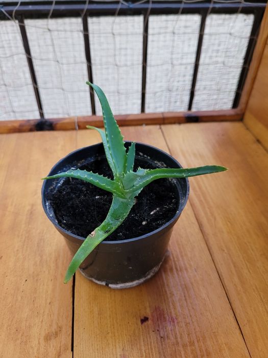 Aloes (kwiat w doniczce). Młoda sadzonka zakorzeniona