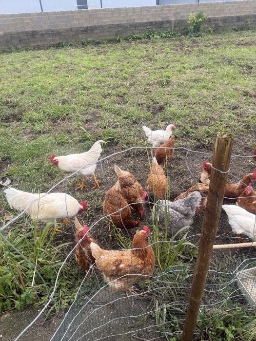 Vendo ovos caseiros 3€ a dúzia