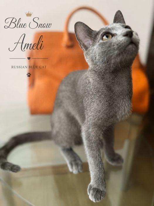 Російська блакитна дівчинка Blue Snow Ameli готова до переїзду