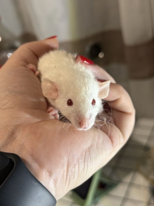 Ручні щурята дамбо / рекс