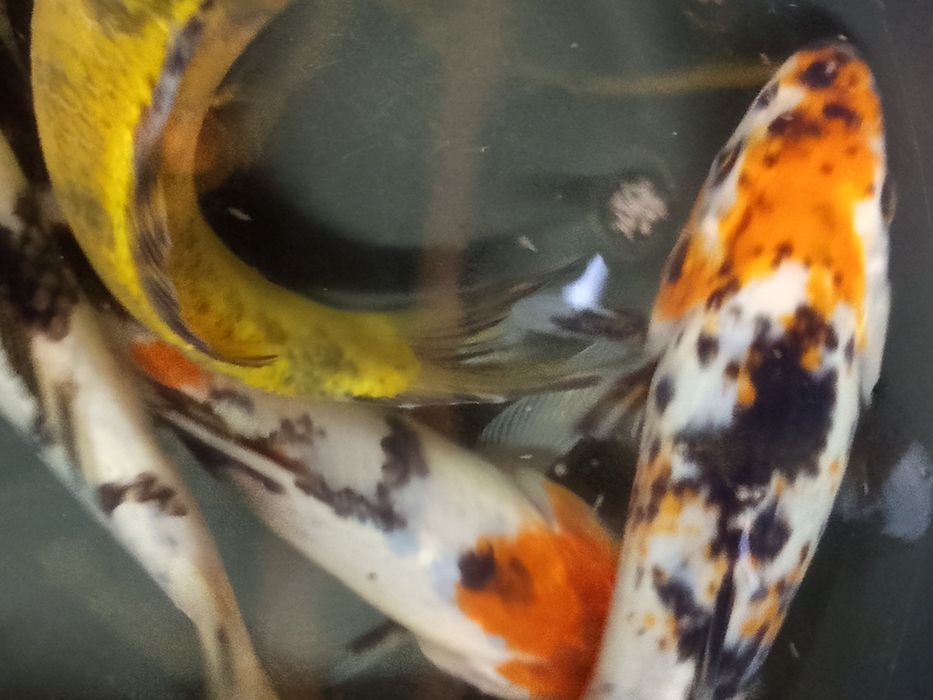 Karp koi w sprzedaży,..