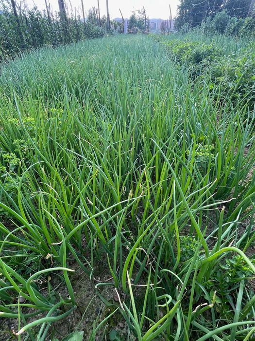 Vendo Cebolo pronto para plantar