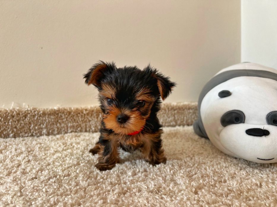 Найкращі йорки у нас! бейбі фейс і платина