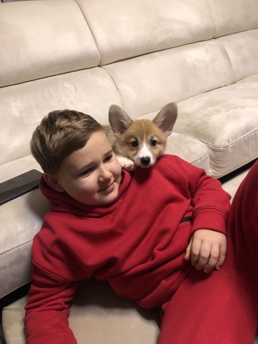 Дівчинка коргі Сильвія