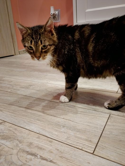 Rovenka czeka na dom