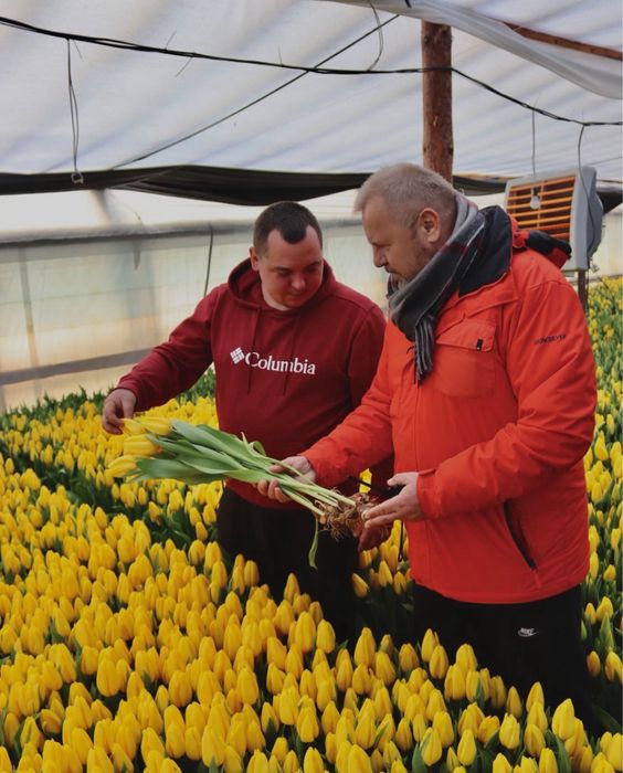 Акція тюльпан ліквідація складу все по 30грн