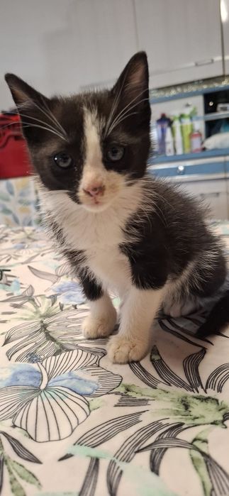 Gatinho macho preto e branco para adoção