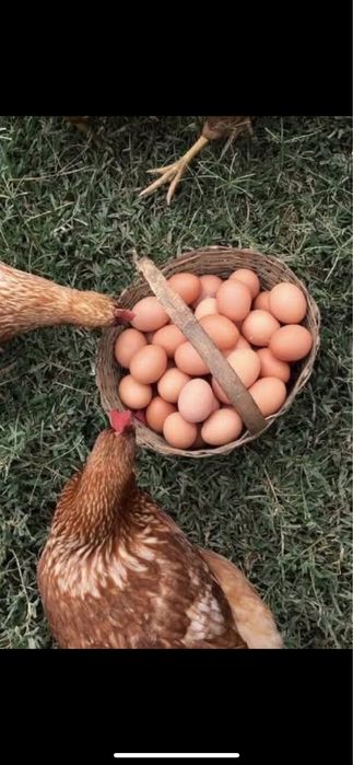 Продаються кури різних порід