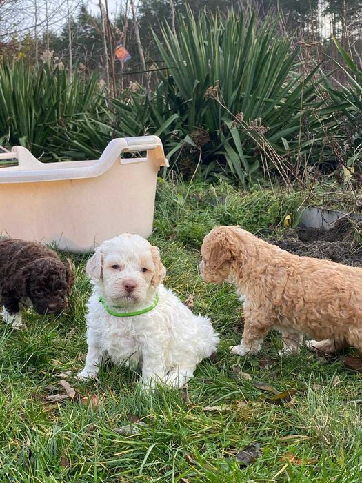 Piesek lagotto romagnolo, hodowla FCI