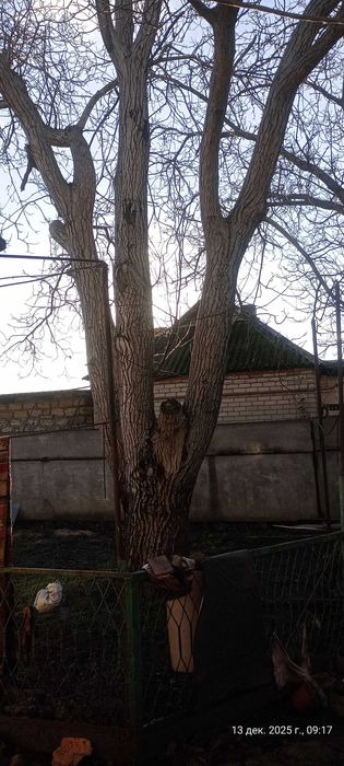 Продам ёлку и стволы ореха самовывоз