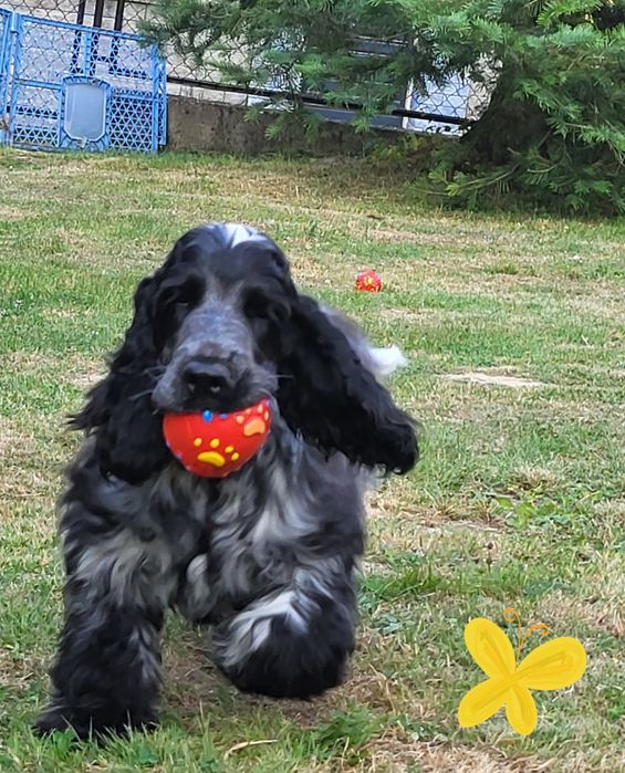 Szczenię cocker spaniel ang.