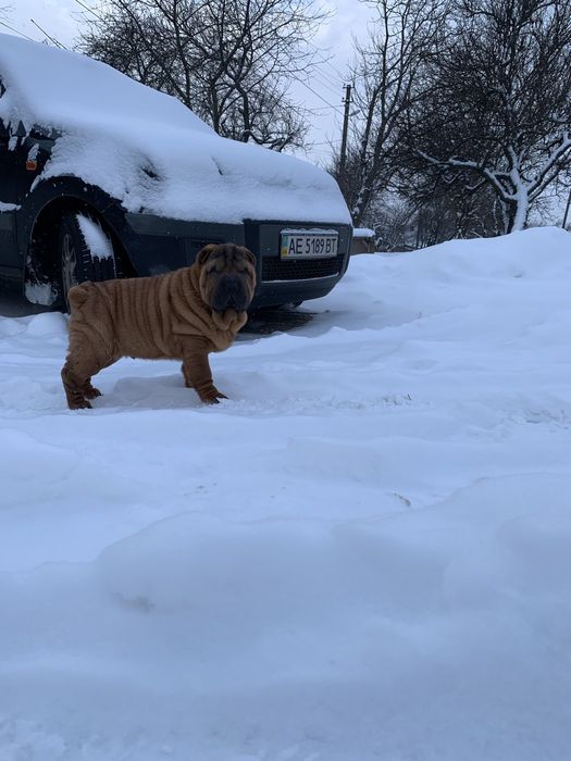 Мальчик шарпей щенок