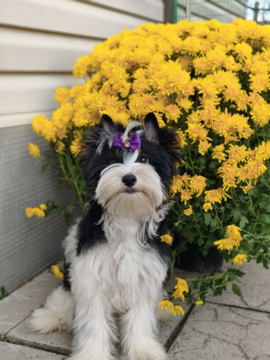 Дуже гарний хлопчик бівер