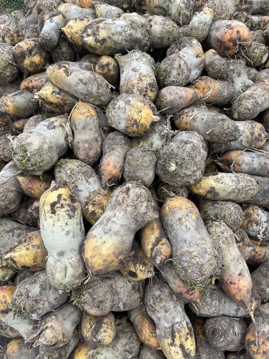 Продам Буряк кормовой