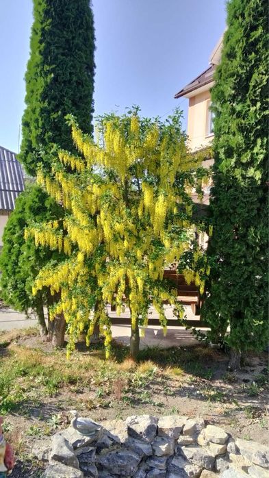 Бобовник  (золотий дощ)