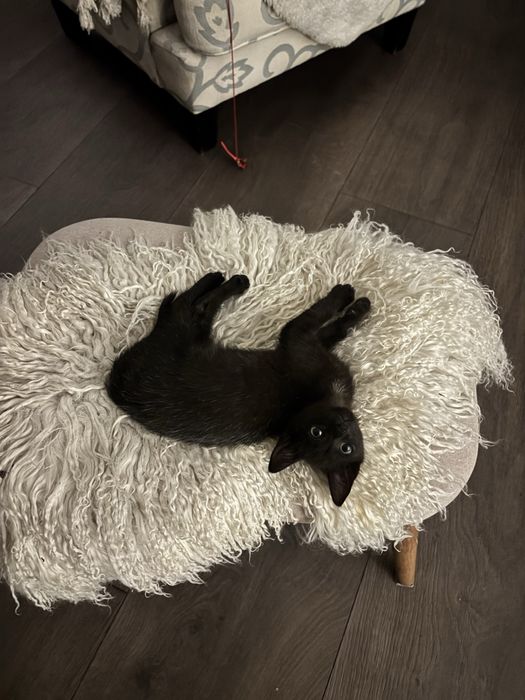 Kotek za darmo