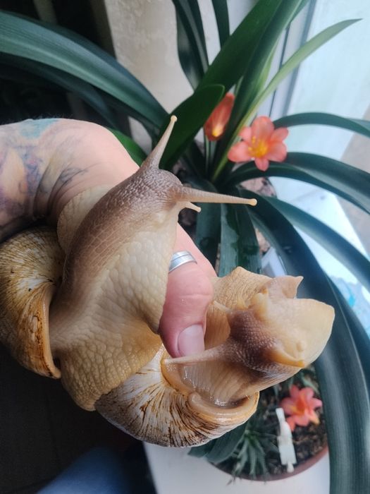 Ахатина ретикулята черноголавая