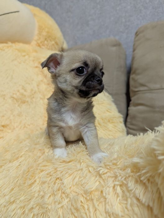 Щенки чихуахуа,  чихуашки