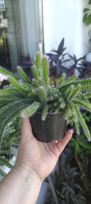 Ріпсаліс. Не вибагливий суккулент.