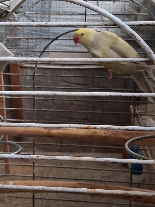 Aves para ceder várias espécies